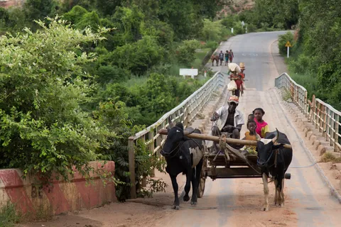 Zebu cart crossing a bridge, Madagascar — Nicolas Marincic