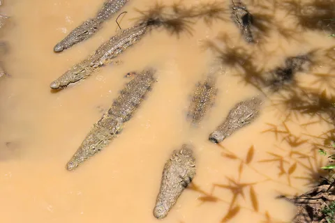 Crocodiles in muddy water, Madagascar — Nicolas Marincic