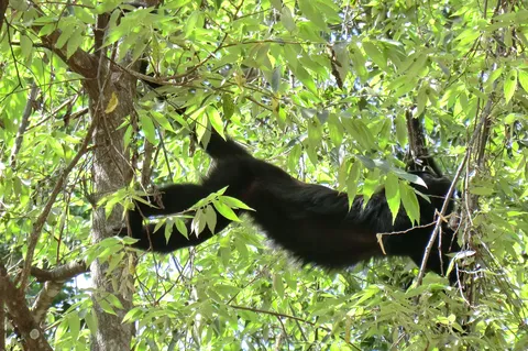 Spider monkey, Yaxchilán, Mexico — Nicolas Marincic