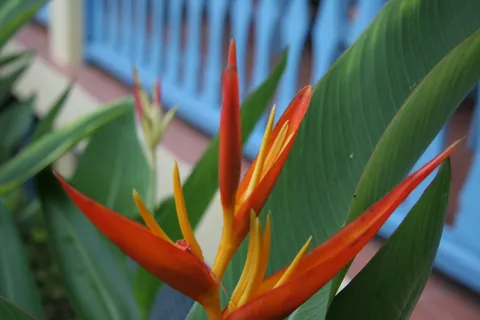 Heliconia flower, Flores, Guatemala — Nicolas Marincic