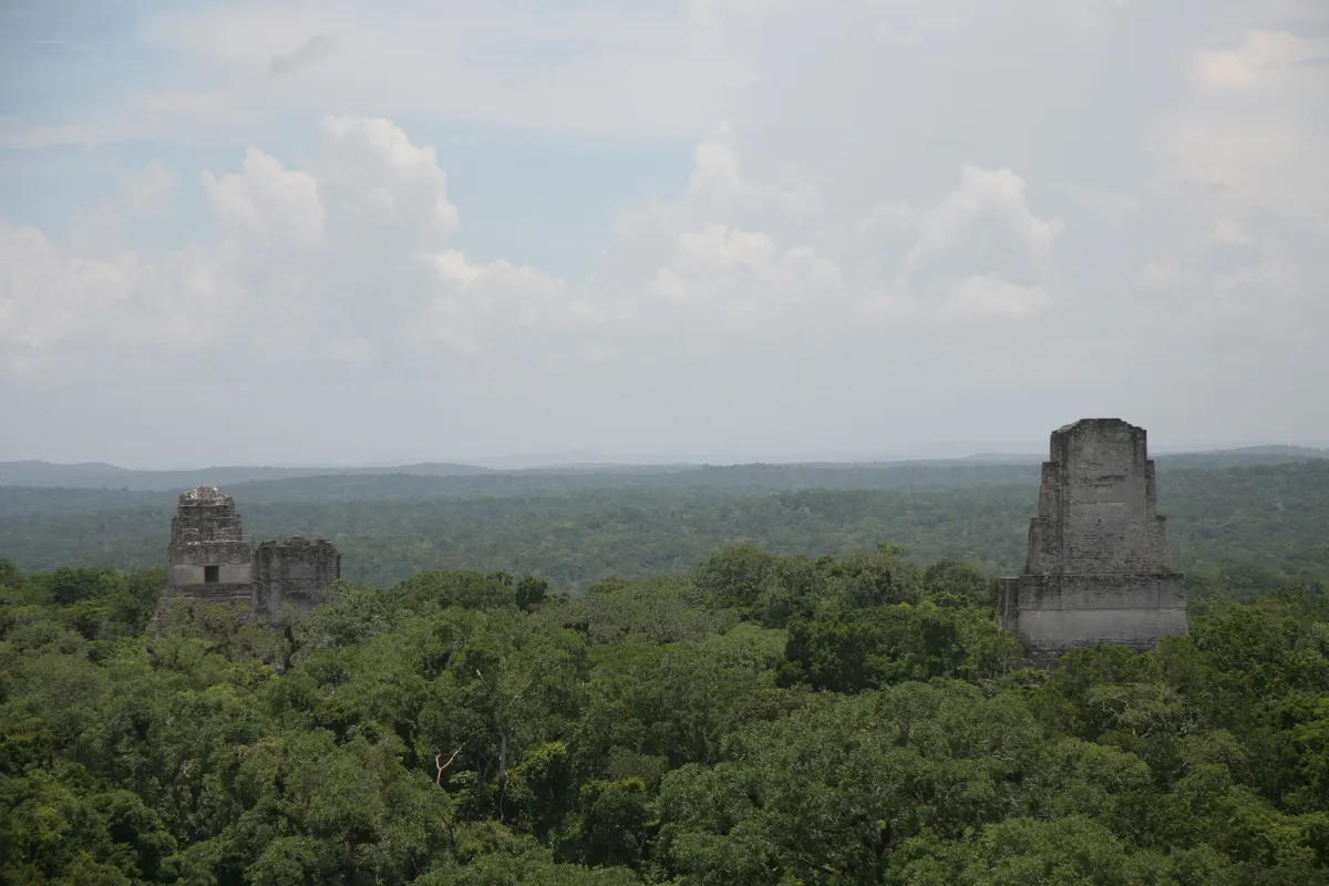 Temples rising above the canopy from Temple IV, Tikal, Guatemala — Nicolas Marincic
