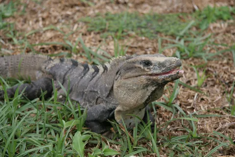 Black spiny-tailed iguana in the ruins of Tulum, Mexico — Nicolas Marincic