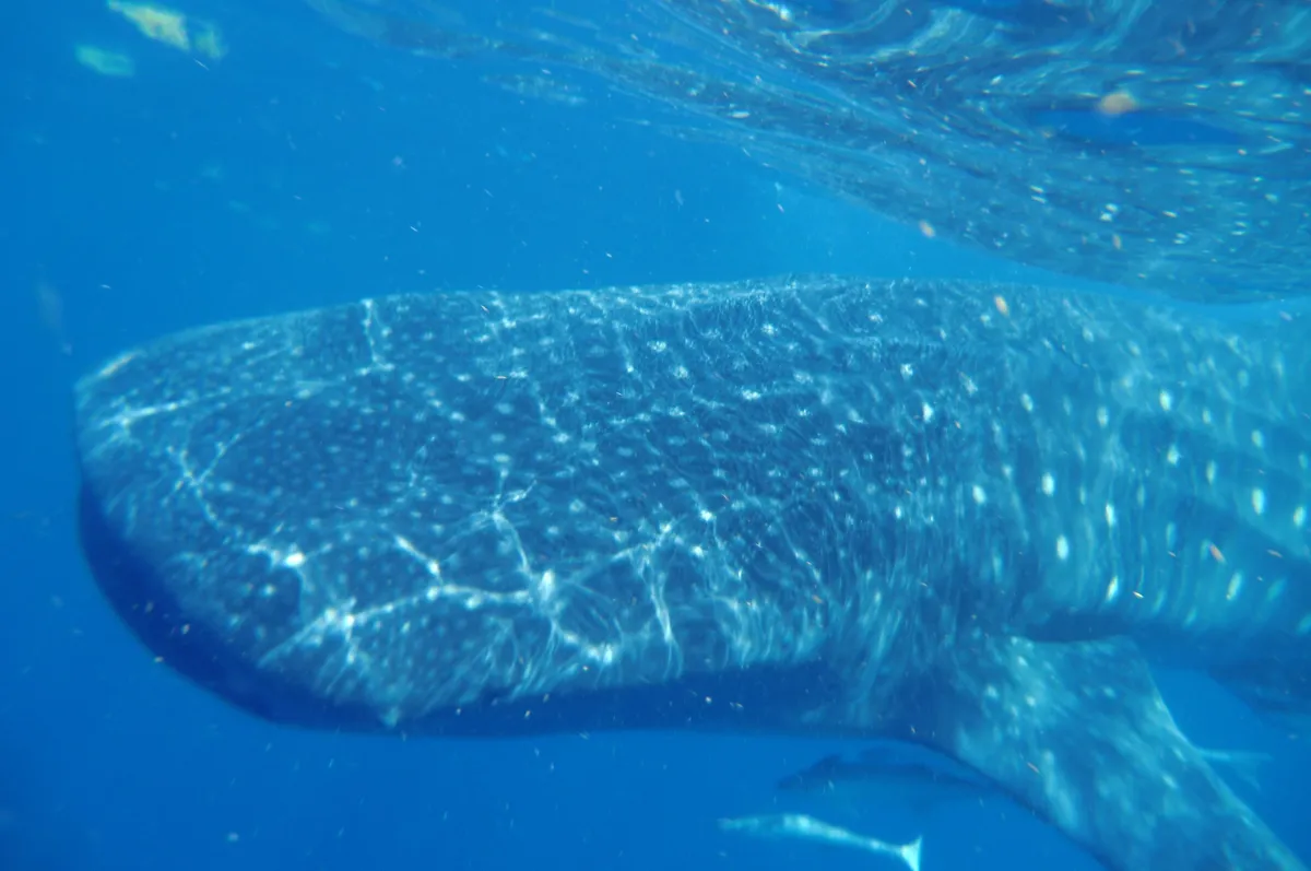 Whale shark off Isla Mujeres, Mexico — Nicolas Marincic
