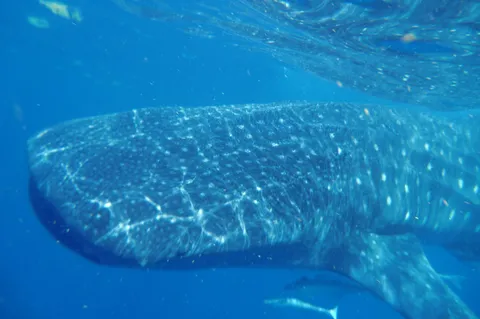 Whale shark off Isla Mujeres, Mexico — Nicolas Marincic