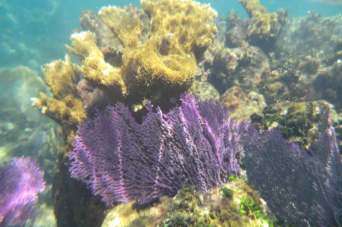 Purple sea fans on a Caribbean reef, Mexico — Nicolas Marincic