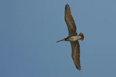 Brown pelican in flight, Caye Caulker, Belize — Nicolas Marincic