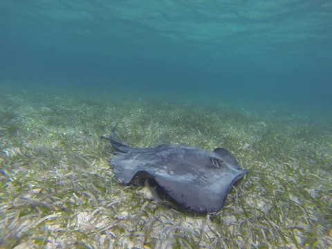 Southern stingray, Shark Ray Alley, Belize — Nicolas Marincic