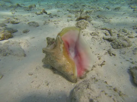 Queen conch on the sand, Shark Ray Alley, Belize — Nicolas Marincic