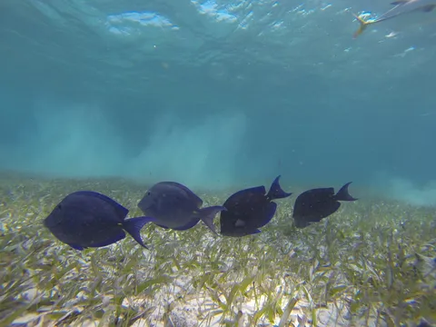 School of blue tangs, Shark Ray Alley, Belize — Nicolas Marincic