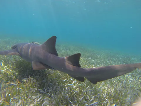 Nurse shark over seagrass, Shark Ray Alley, Belize — Nicolas Marincic