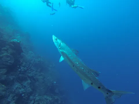 Great barracuda along the reef wall, divers above, Belize — Nicolas Marincic