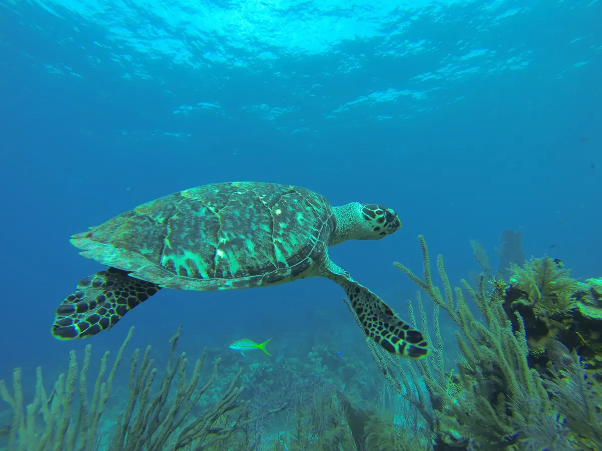 Hawksbill turtle on the Belize Barrier Reef, Belize — Nicolas Marincic