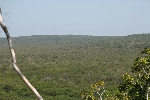 The Petén forest stretching to the horizon, Guatemala — Nicolas Marincic