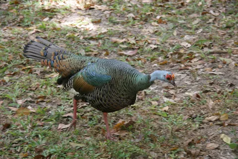 Ocellated turkey, Tikal, Guatemala — Nicolas Marincic