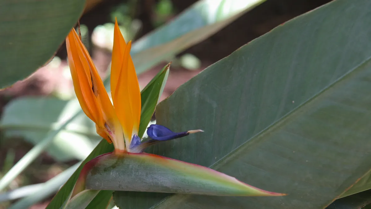Bird-of-paradise flower, Campeche, Mexico — Nicolas Marincic