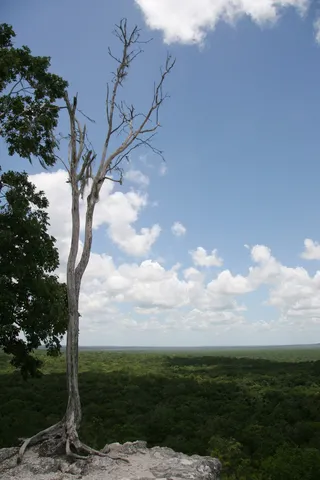 Forêt à perte de vue depuis le sommet de Calakmul, Mexique — Nicolas Marincic
