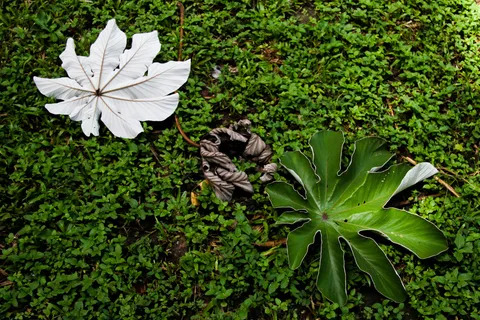 White flower on moss, Yaxchilán, Mexico — Nicolas Marincic