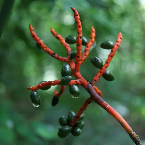 Dew-covered palm infructescence, Lacandon forest, Mexico — Nicolas Marincic