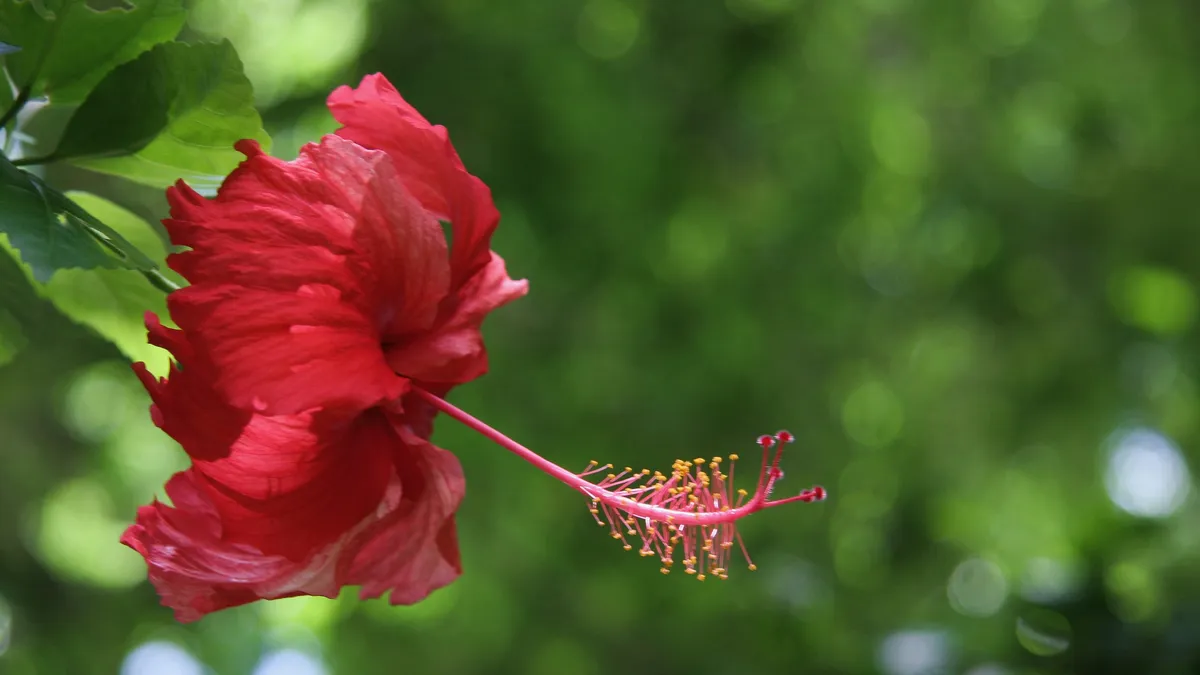 Red hibiscus, Chiapas, Mexico — Nicolas Marincic