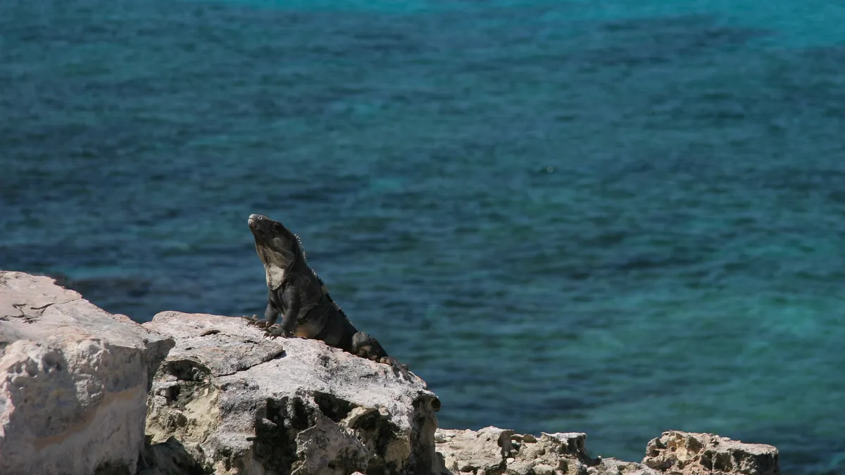 Iguana on a rock above the sea, Isla Mujeres, Mexico — Nicolas Marincic
