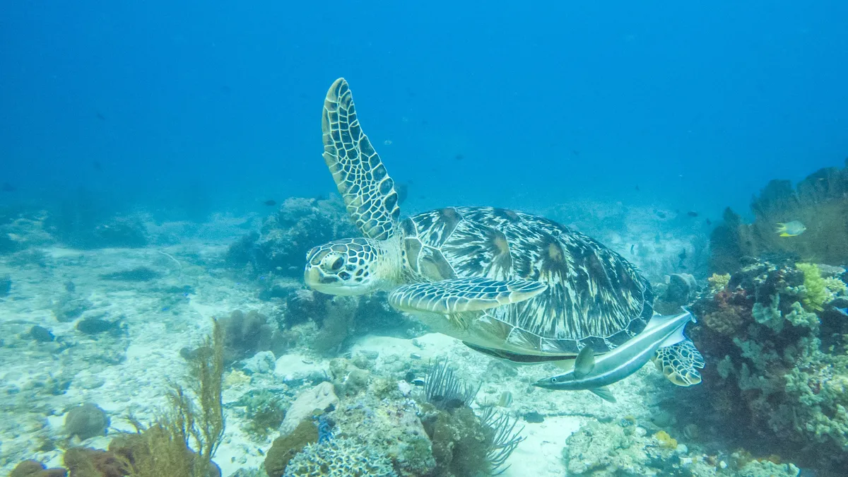 Green turtle over the reef, Mexico — Nicolas Marincic
