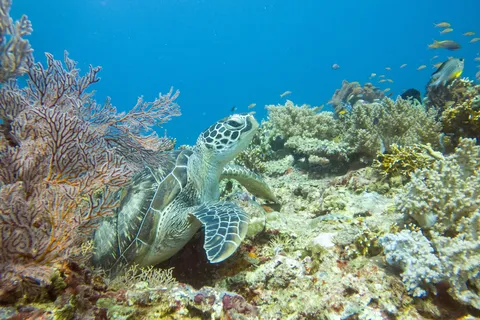Coral reef, Mexico — Nicolas Marincic
