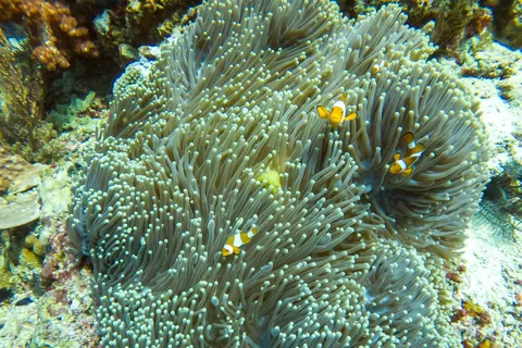 Clownfish in their anemone, Mexico — Nicolas Marincic