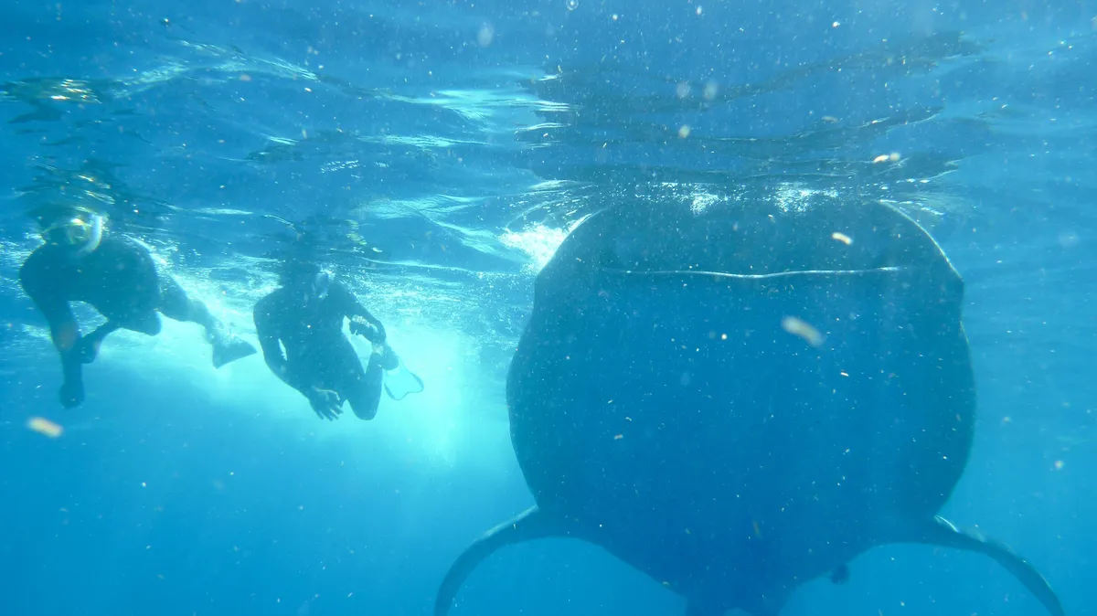 Swimmers above a whale shark, Mexico — Nicolas Marincic