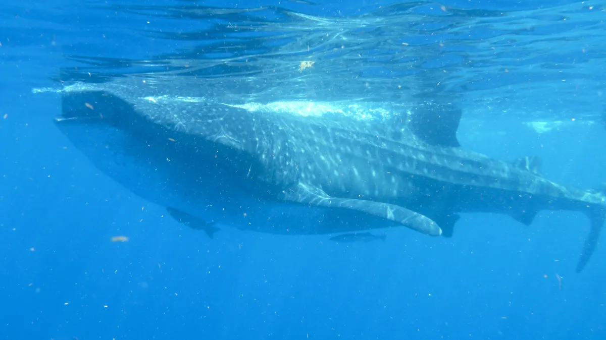 Whale shark in open water, Mexico — Nicolas Marincic