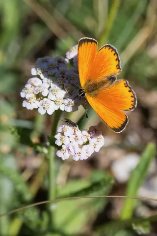 Orange butterfly on yarrow, France — Nicolas Marincic