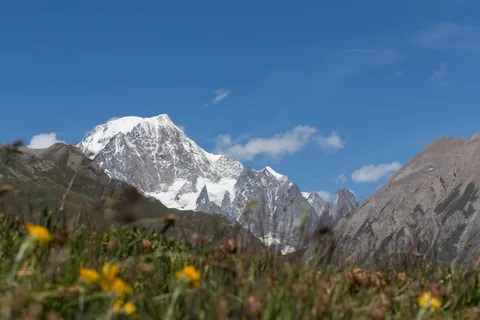 Mont Blanc massif above a flowering meadow, France — Nicolas Marincic