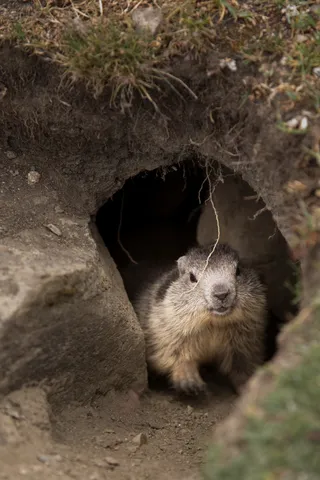 Marmot peering out of its burrow, France — Nicolas Marincic