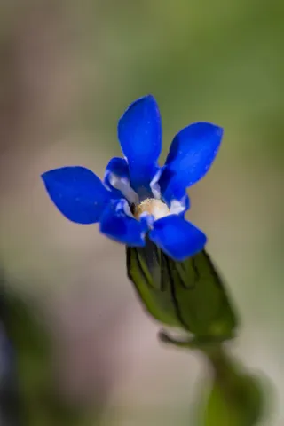 Blue gentian, France — Nicolas Marincic