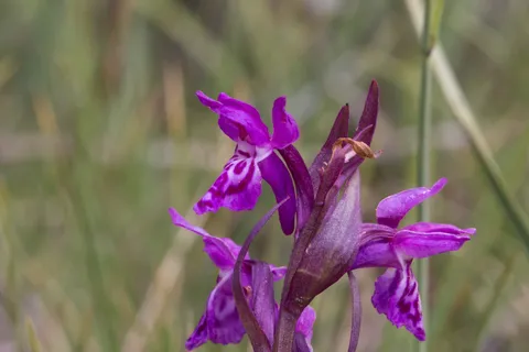 Purple orchid in a meadow, France — Nicolas Marincic