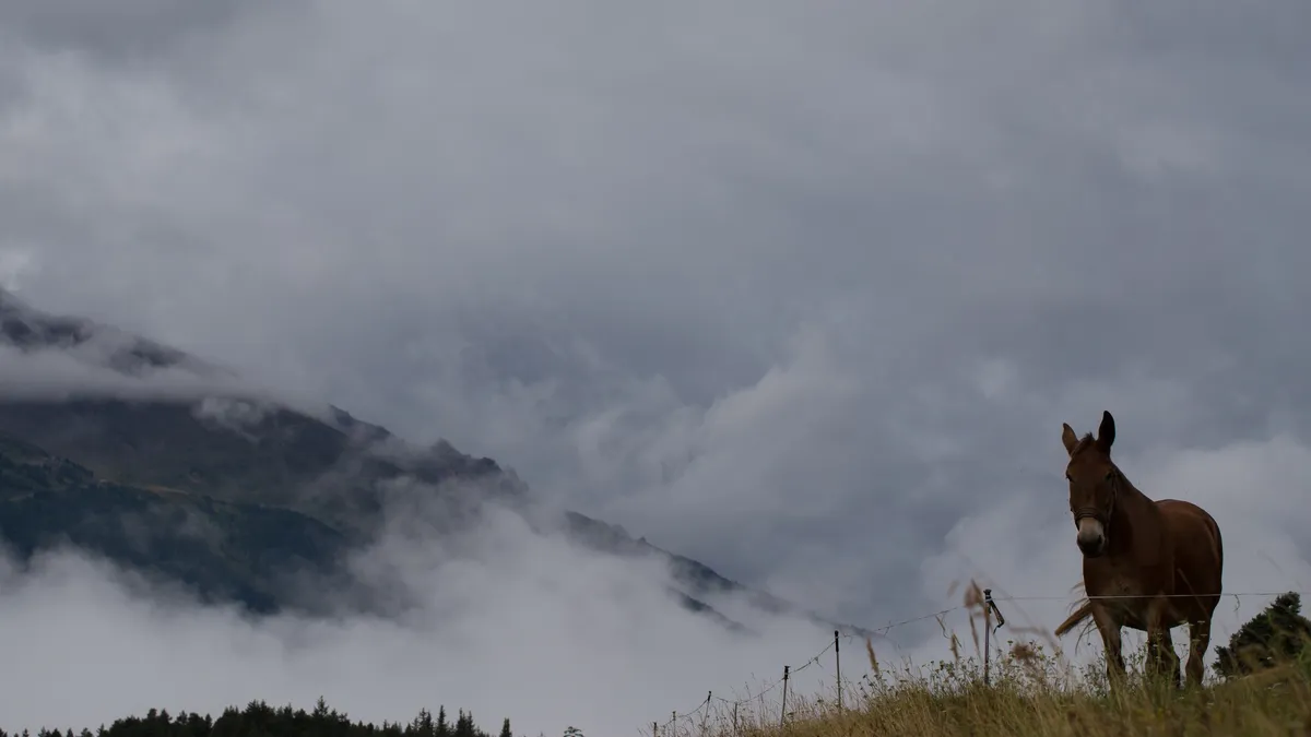 Mule on a ridge above the clouds, France — Nicolas Marincic