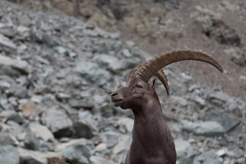 Alpine ibex with great horns, Monviso, Italy — Nicolas Marincic