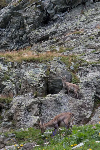 Ibex family on the rocks, Italy — Nicolas Marincic