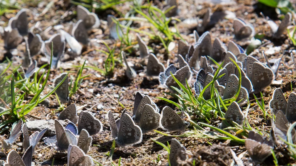 Swarm of blue butterflies on the ground — Nicolas Marincic