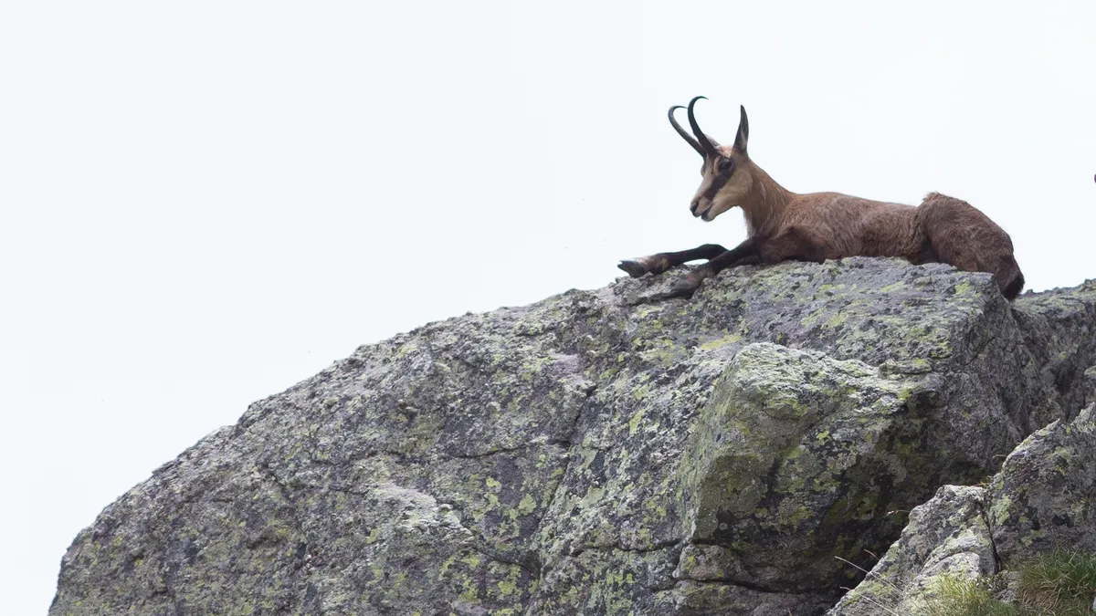 Chamois resting on a boulder, France — Nicolas Marincic