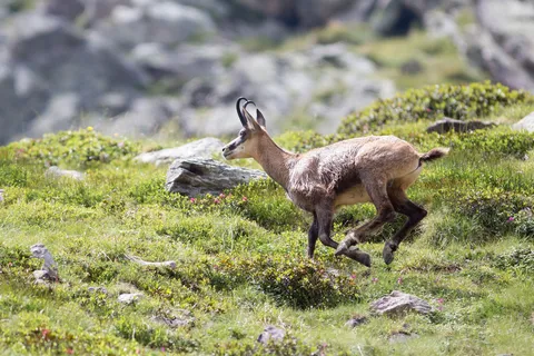 Chamois leaping across an alpine meadow, France — Nicolas Marincic