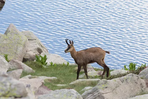 Chamois on the rocks by a lake, France — Nicolas Marincic