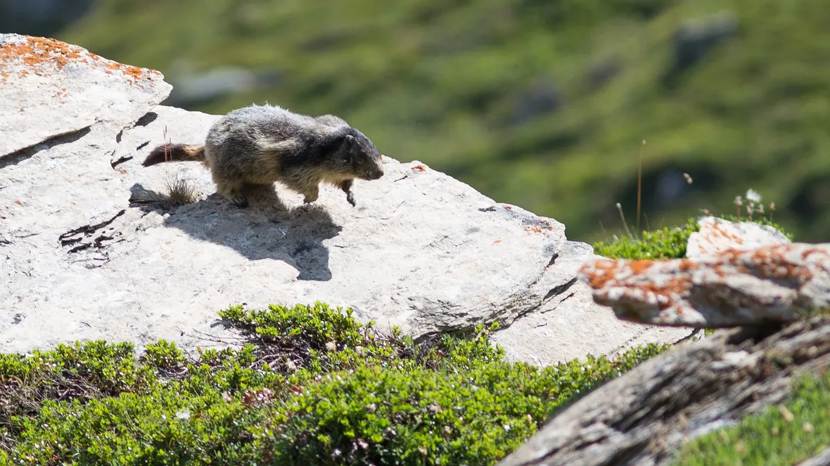 Marmot crossing a rock slab, France — Nicolas Marincic