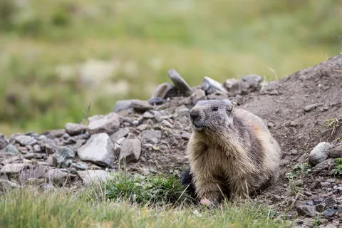 Marmot sitting by its burrow, France — Nicolas Marincic