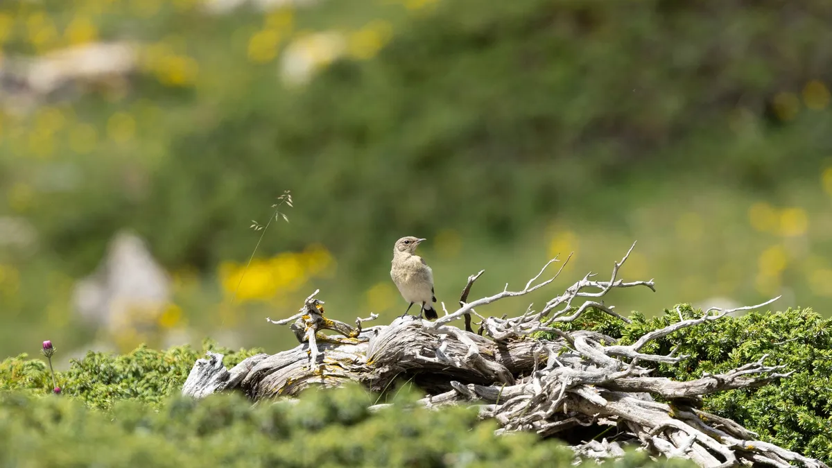 Small bird on deadwood in a meadow — Nicolas Marincic