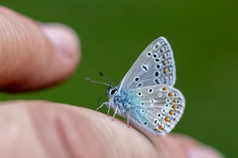Common blue butterfly on a fingertip — Nicolas Marincic
