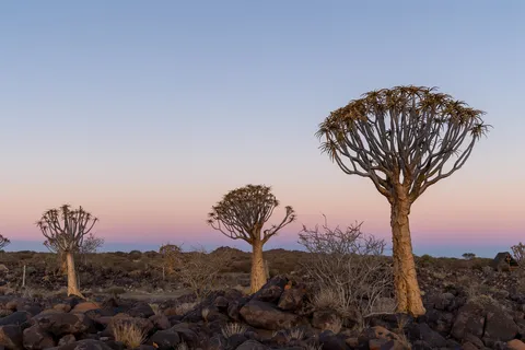 Quiver Tree Forest at blue hour, Keetmanshoop, Namibia — Nicolas Marincic
