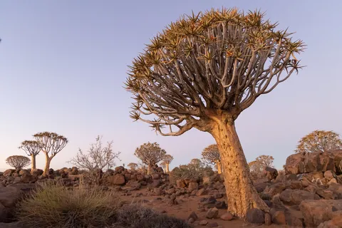 Kokerboom dans la dernière lumière, Keetmanshoop, Namibie — Nicolas Marincic