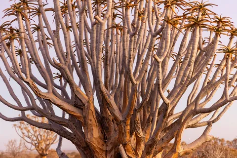 Quiver tree branches, Namibia — Nicolas Marincic