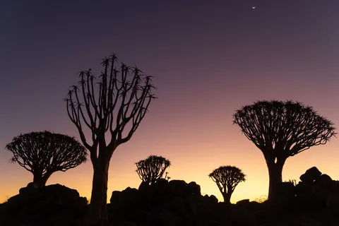 Quiver trees silhouetted at twilight, Namibia — Nicolas Marincic