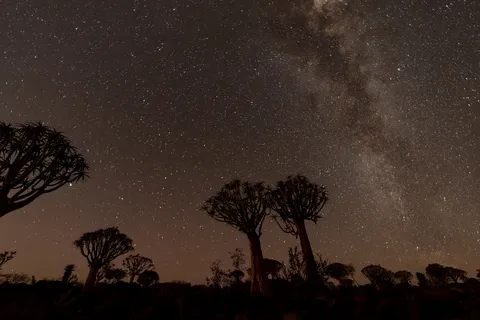 Milky Way over the quiver trees, Keetmanshoop, Namibia — Nicolas Marincic
